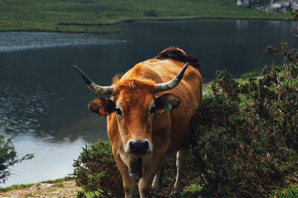 vaca-1